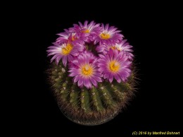 Notocactus herteri 1120